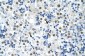 HNRPA0 antibody - middle region
